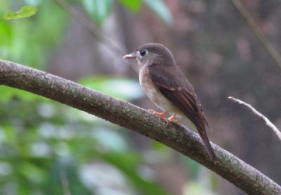 Brown breasted Flycatcher