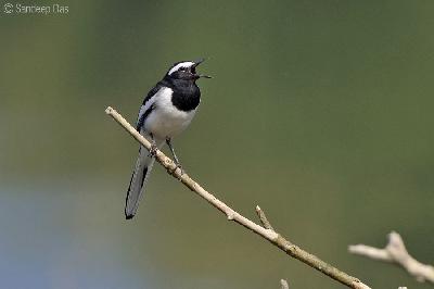 White browed Wagtail