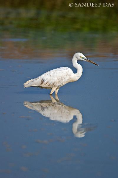 Western Reef Egret