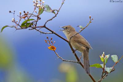 Broad tailed Grass Warbler