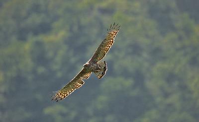 Crested Hawk Eagle