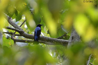 Asian Fairy bluebird