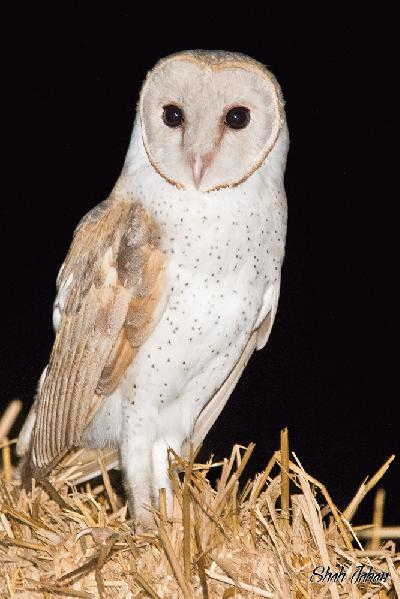Common Barn Owl