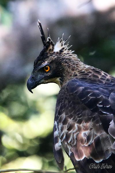 Legge's Hawk Eagle