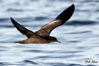 Wedge tailed Shearwater