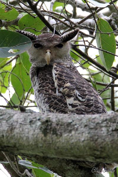 Spot bellied Eagle Owl