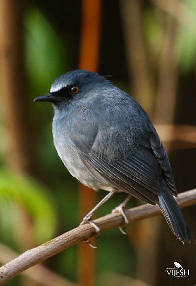White bellied Shortwing