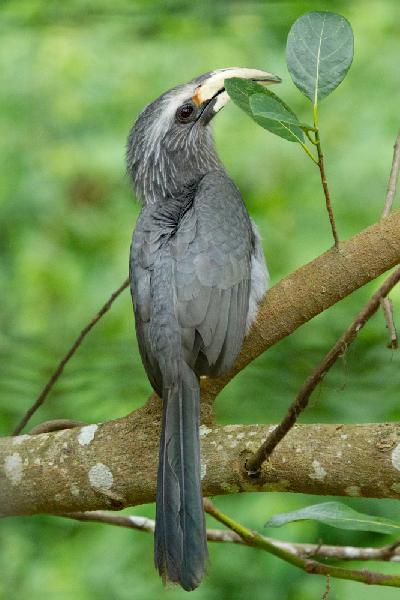 Malabar Grey Hornbill